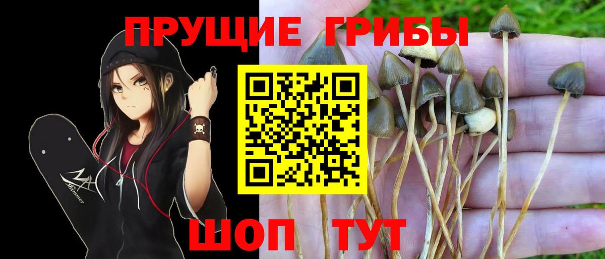 Псилоцибиновые грибы Psilocybe Петропавловск-Камчатский